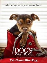 A Dog’s Way Home